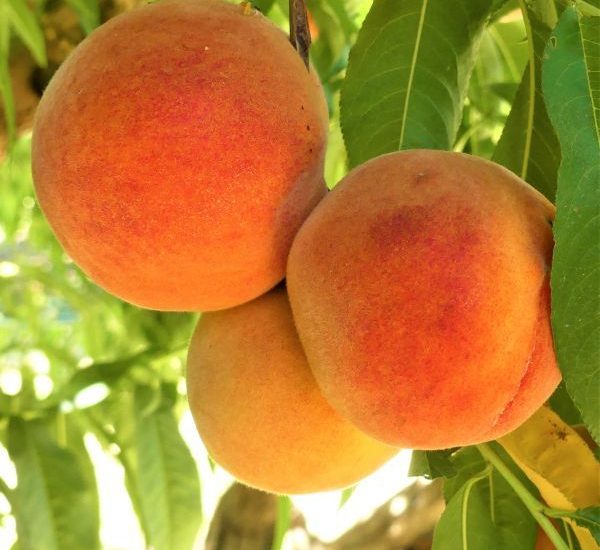harken-peach-fruit-in-tree-600x600-1.jpg