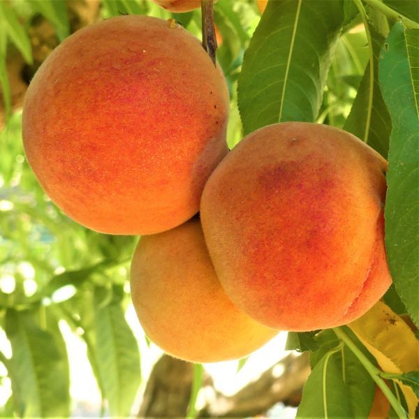 7 Best Peach Trees To Grow In Georgia