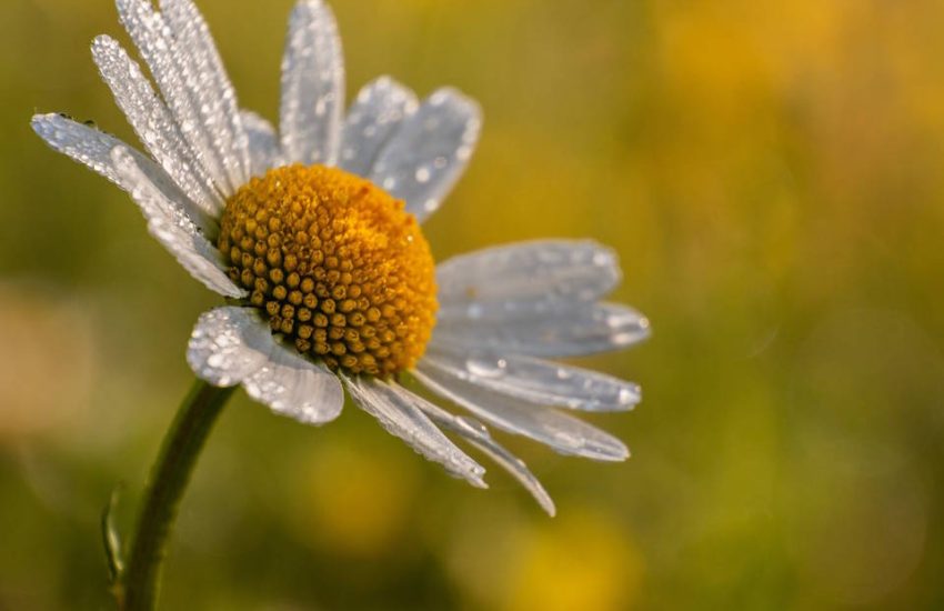 How to Deadhead Shasta Daisies