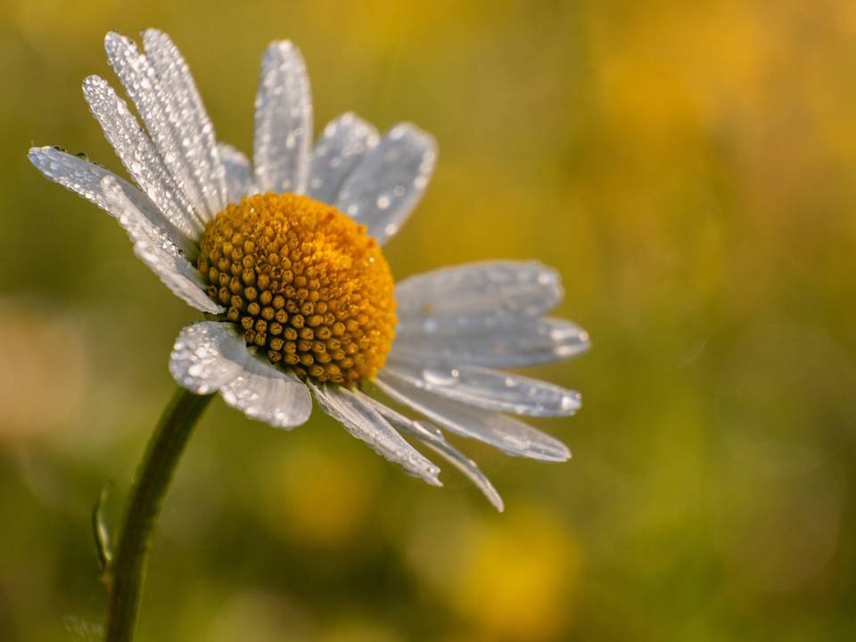 How to Deadhead Shasta Daisies