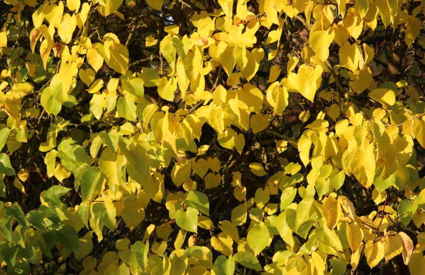 Hearts of Gold Redbud Tree