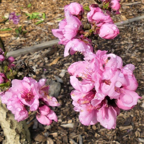 6 Best Peach Trees To Grow In Dallas Texas