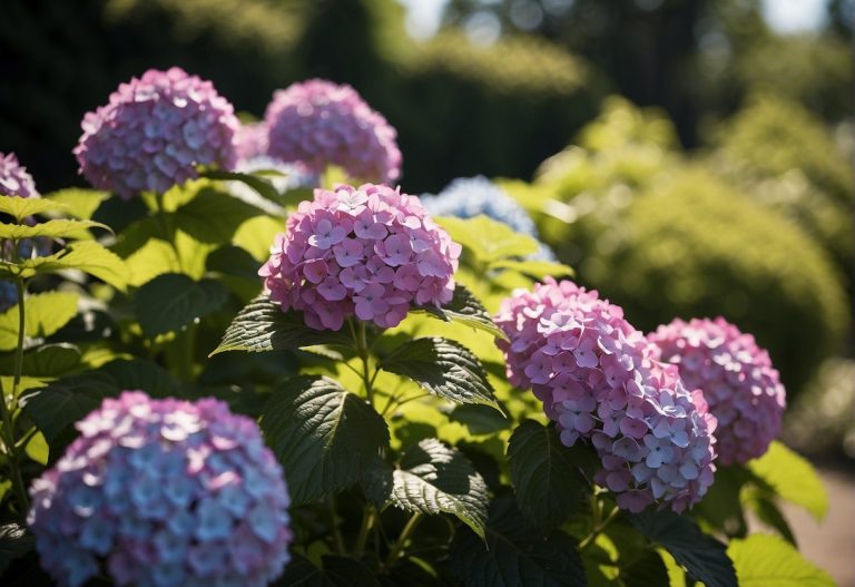 Do Hydrangeas Like Sun or Shade? A Gardener's Guide to Growing ...