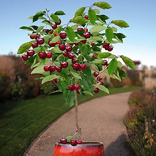 20 Bonsai Dwarf Cherry Tree Seeds