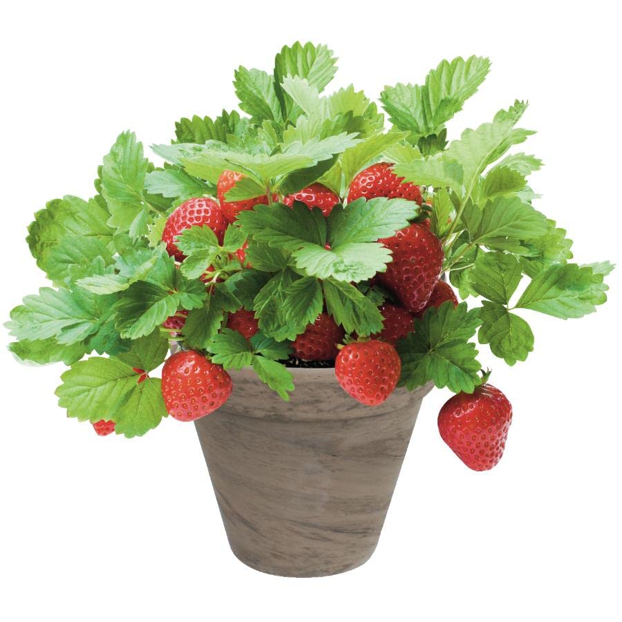 TotalGreen Strawberry Grow Kit