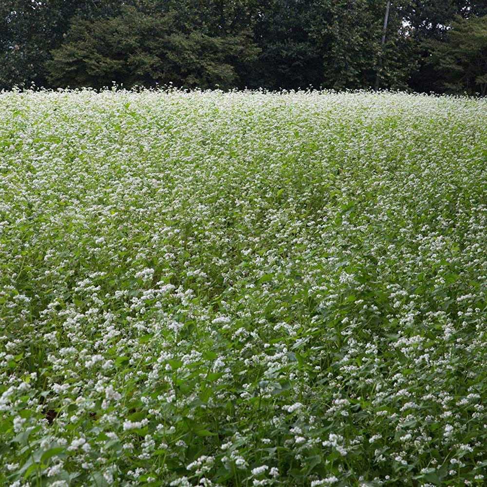 Outsidepride Buckwheat Cover Crop