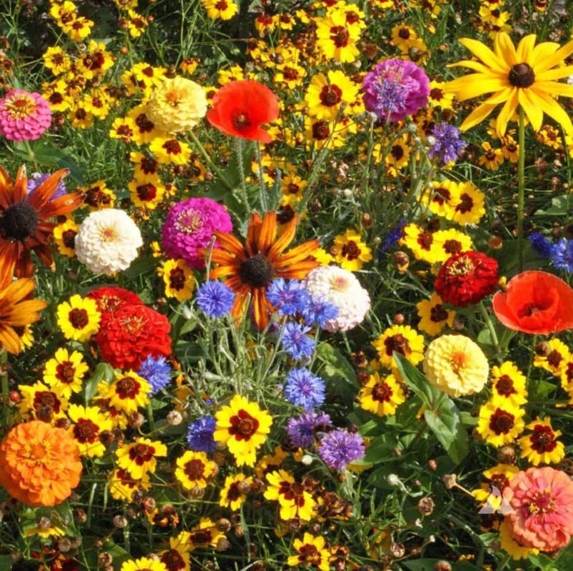 Seeds2Go Native Wildflower Seed Mix