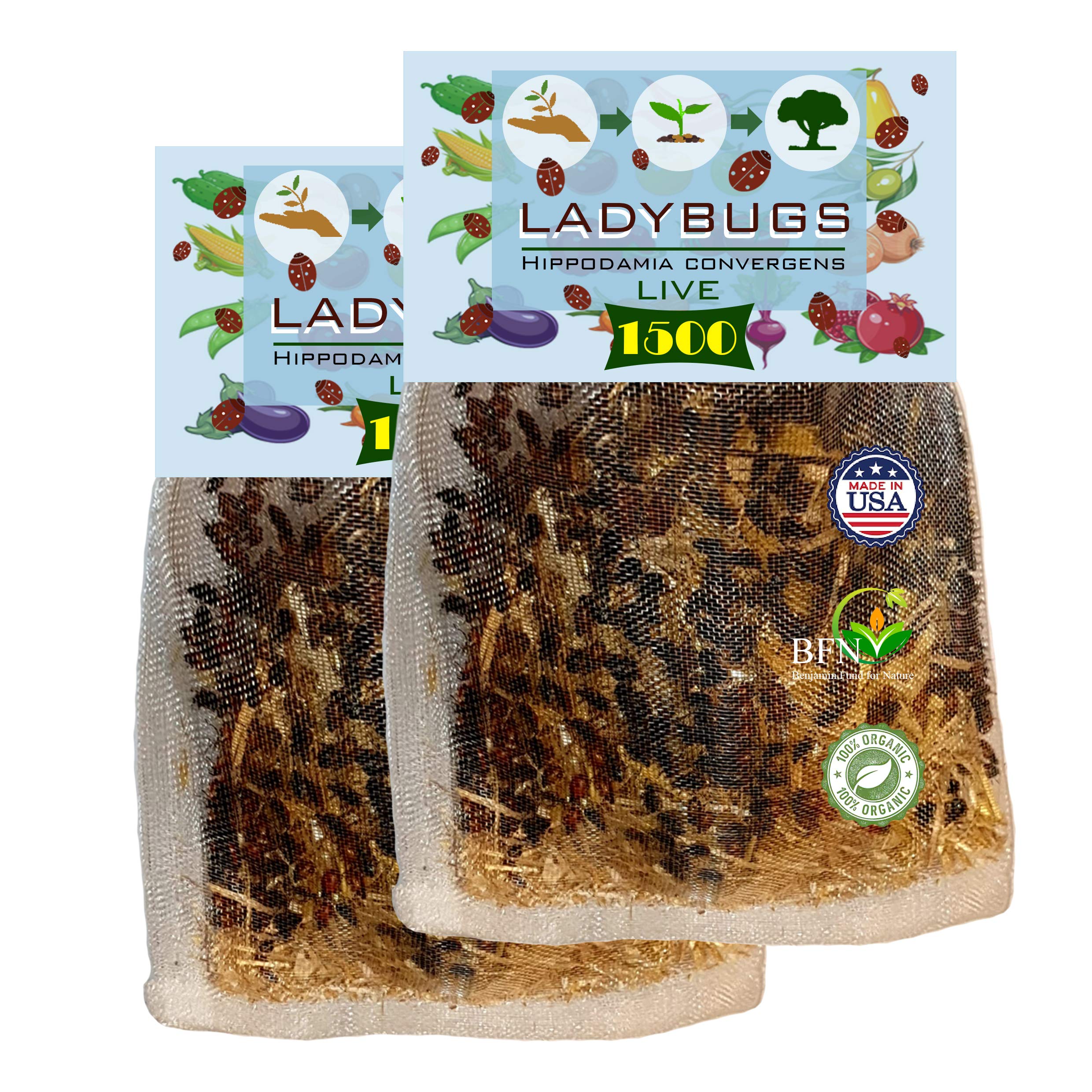 3000 Live Ladybugs