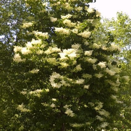 Best 5 Flowering Trees To Grow In Michigan