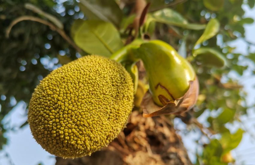 jackfruit