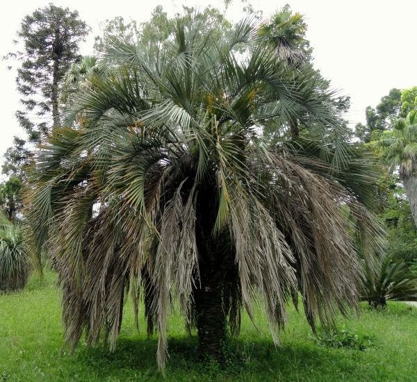 jelly-palm-tree-untrimmed-600x600-1.jpg