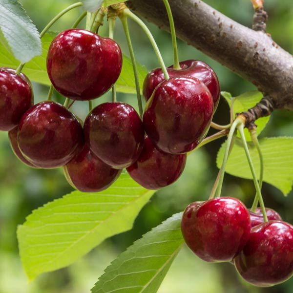 Best 6 Cherry Trees To Grow In Ohio