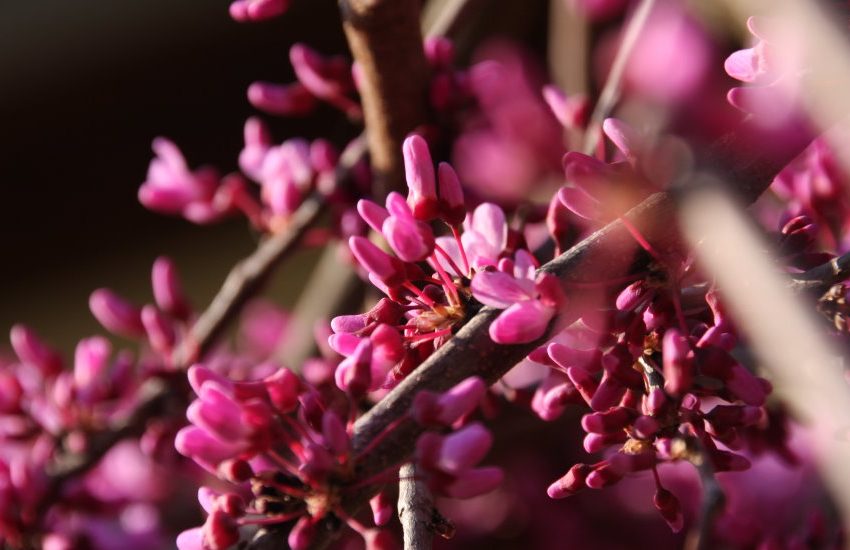 lavender twist - eastern redbud