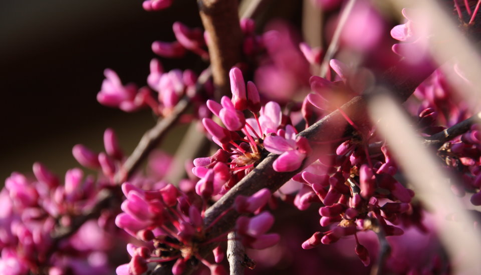 Lavender Twist Redbud Tree: How to Grow and Care