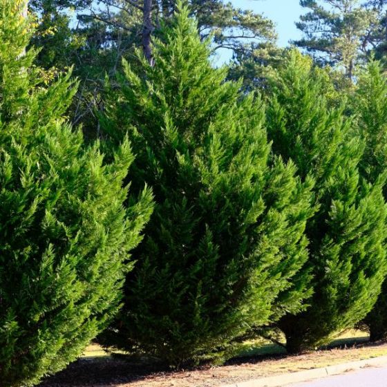 6 Best Trees For Privacy To Grow In Southern California
