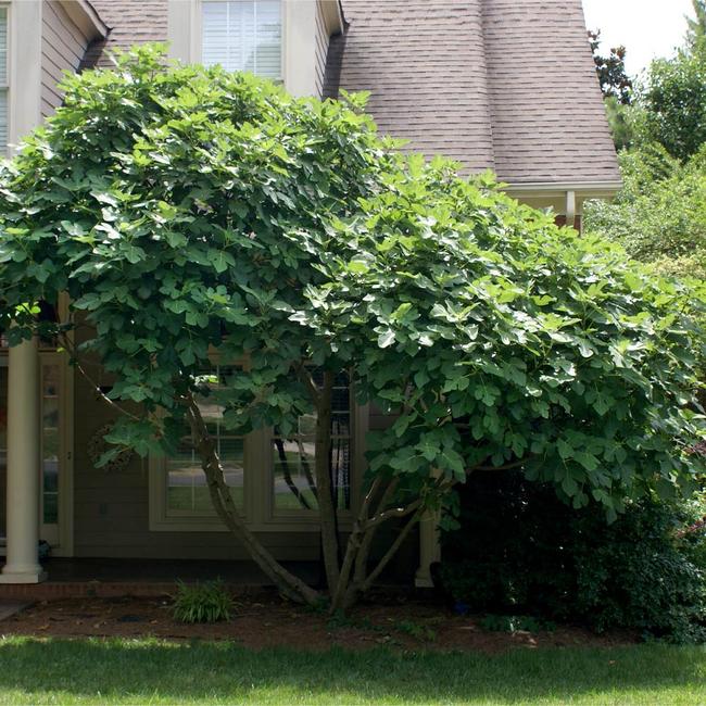5 Best Fig Trees To Grow In Mississippi