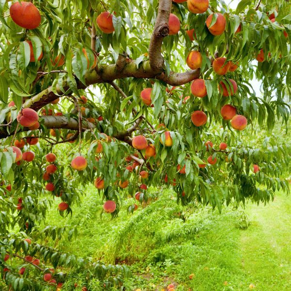 6 Best Peach Trees To Grow In Kansas