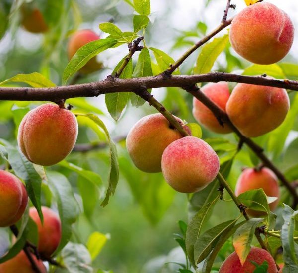 loring-peach-close-up-600x600-2.jpg