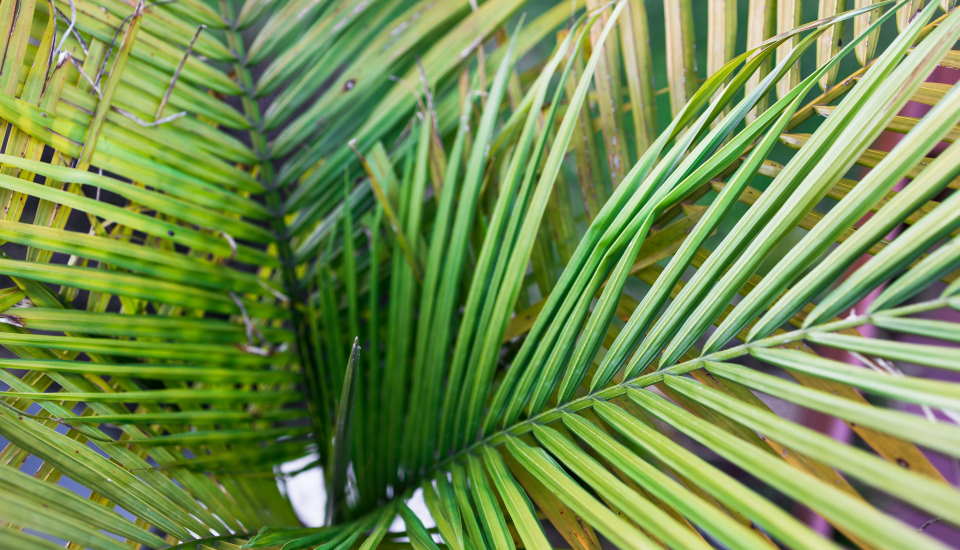 Are Majesty Palms Safe for Cats?