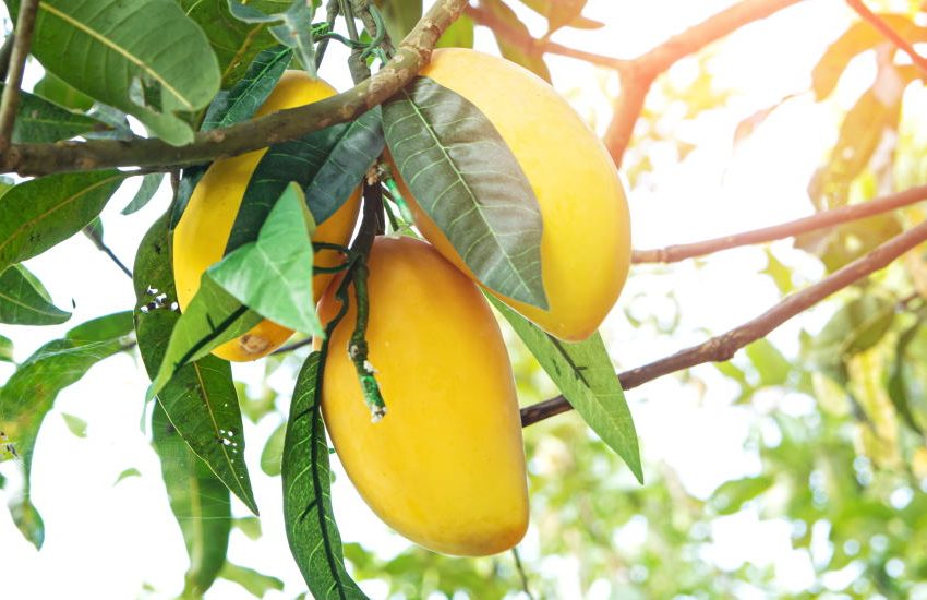 Mango Stone Fruit