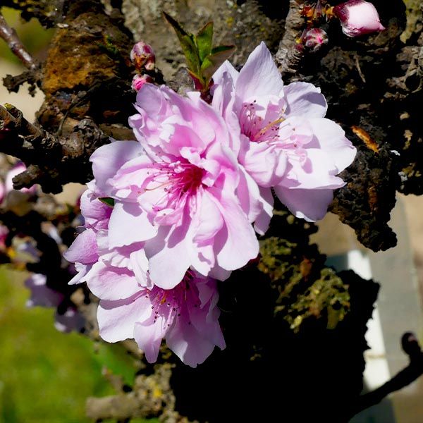 5 Best Peach Trees To Grow In Southern California