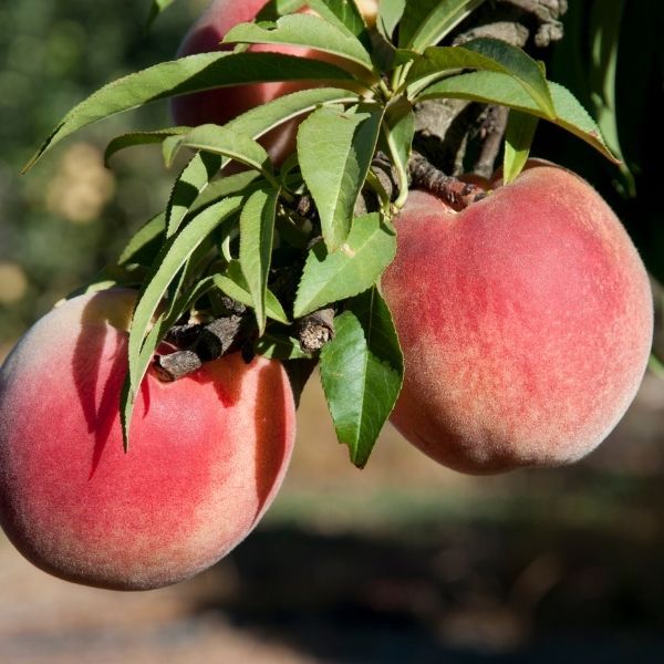 6 Best Peach Trees To Grow In Kentucky