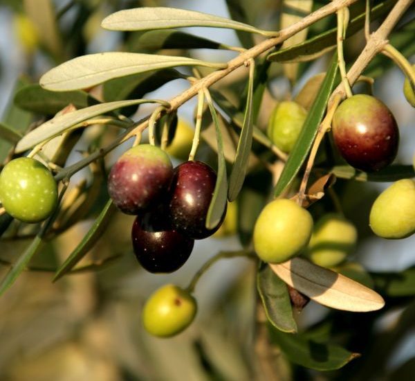 mission-olive-tree-600x600-1.jpg