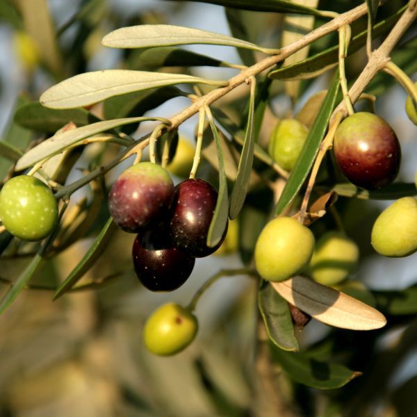 6 Best Olive Trees To Grow In Arizona