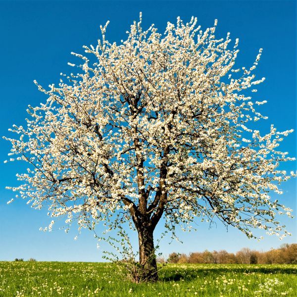 Best 6 Cherry Trees To Grow In Houston