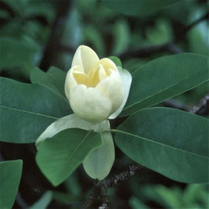 moonglow-sweet-bay-magnolia-425x425-1.jpg