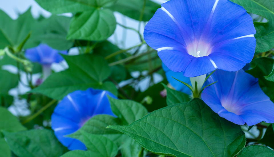 How to Grow Morning Glories Indoors