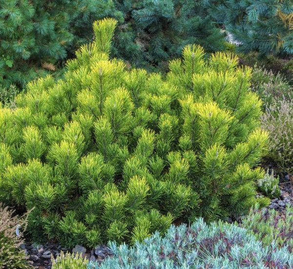 mugo-pine-small-shrub-600x600-4.jpg