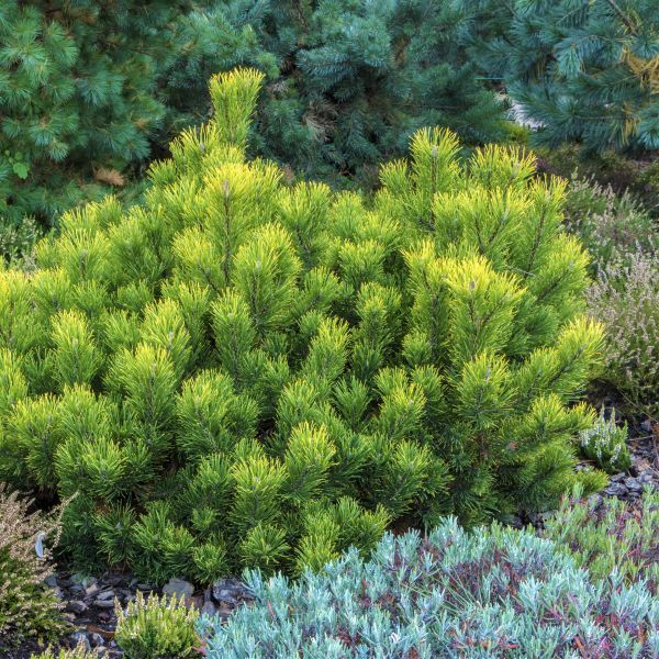 Best 5 Pine Trees To Grow In Central Illinois
