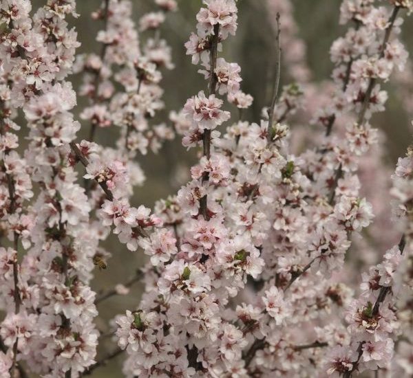 nanking-cherry-close-up-of-blooms-600x600-1.jpg