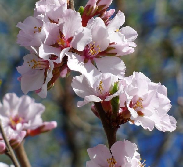 nanking-cherry-close-up-of-blossoms-600x600-2.jpg