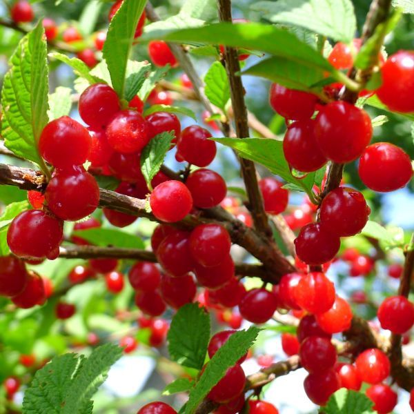 Best 5 Cherry Trees To Grow In South Dakota