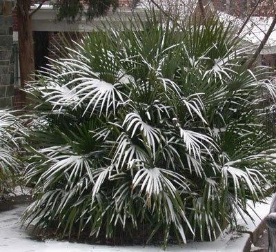 5 Best Palm Trees To Grow In New Jersey