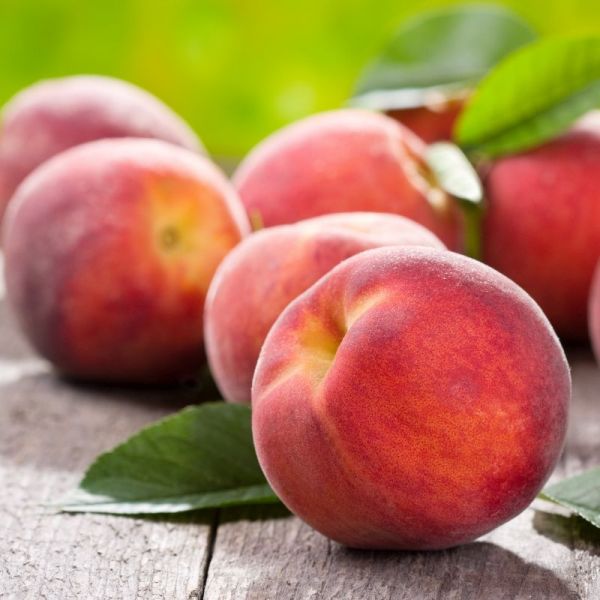 Best 5 Peach Trees To Grow In North Florida