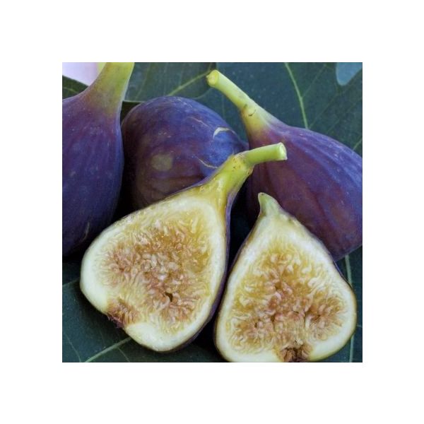 5 Best Fig Trees To Grow In Virginia