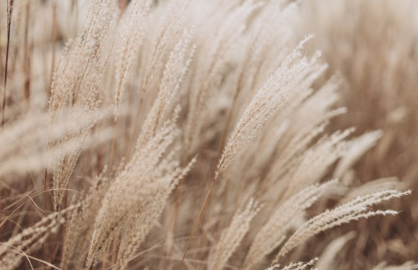 Pampas Grass