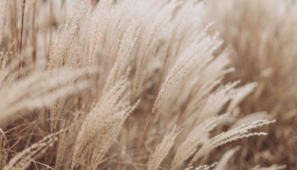 How to Bleach Pampas Grass