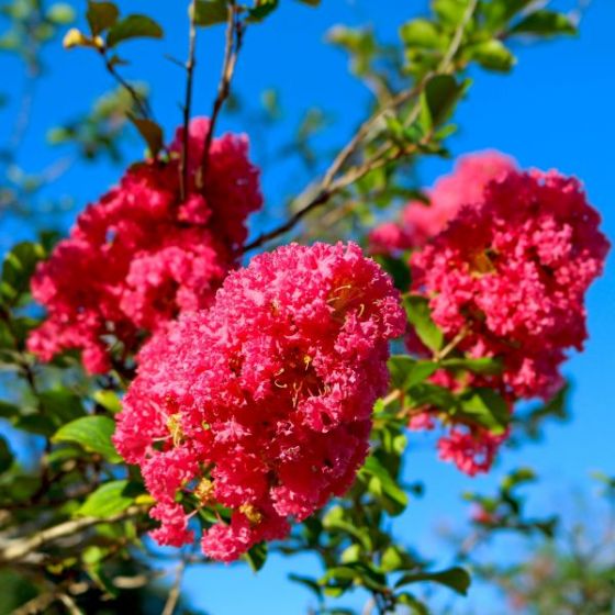 5 Best Flowering Trees To Grow In Phoenix