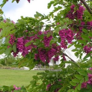 purple-robe-locust-tree-_3_-600x599-1-300x300.jpg
