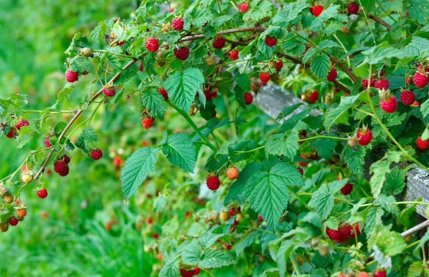 raspberry plant