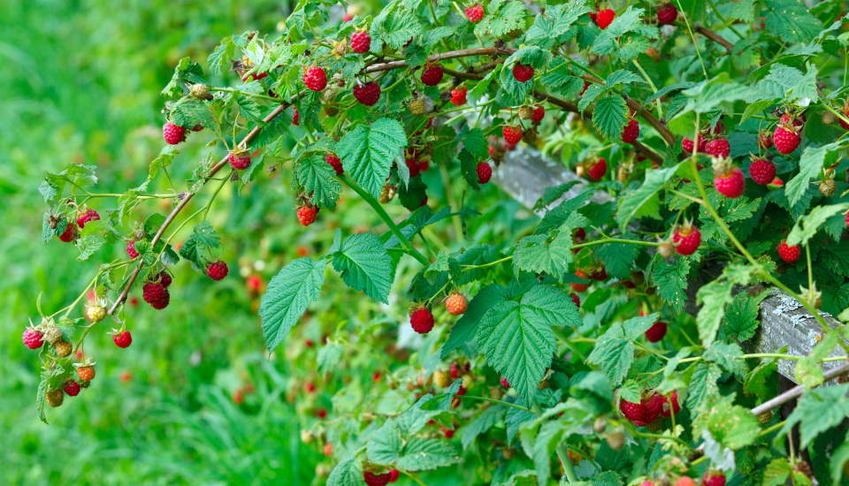 How To Save A Dying Raspberry Plant