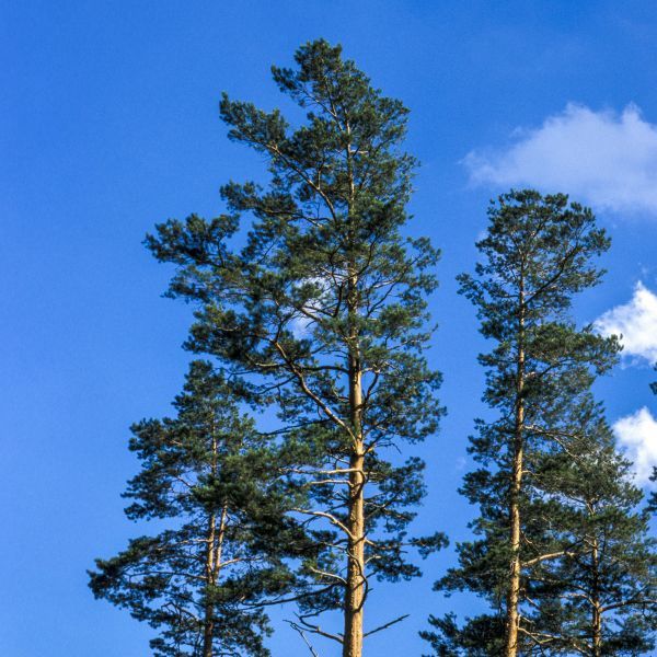 7 Best Pine Trees To Grow In Kentucky