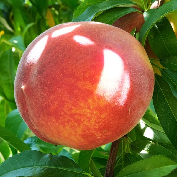 Best 6 Peach Trees To Grow In Oklahoma