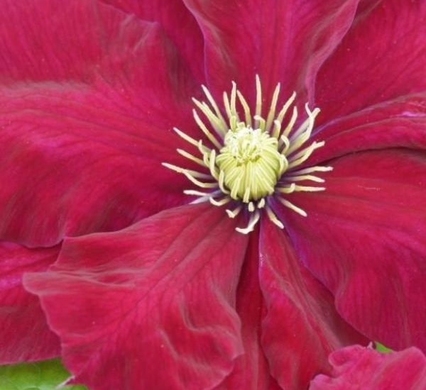 regal_charmaine_clematis_2_.jpg