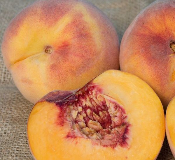 rio-oso-gem-peach-tree-fruit-600x600-1.jpg
