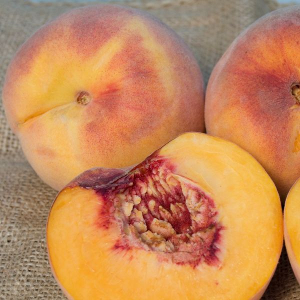 7 Best Peach Trees To Grow In Oregon